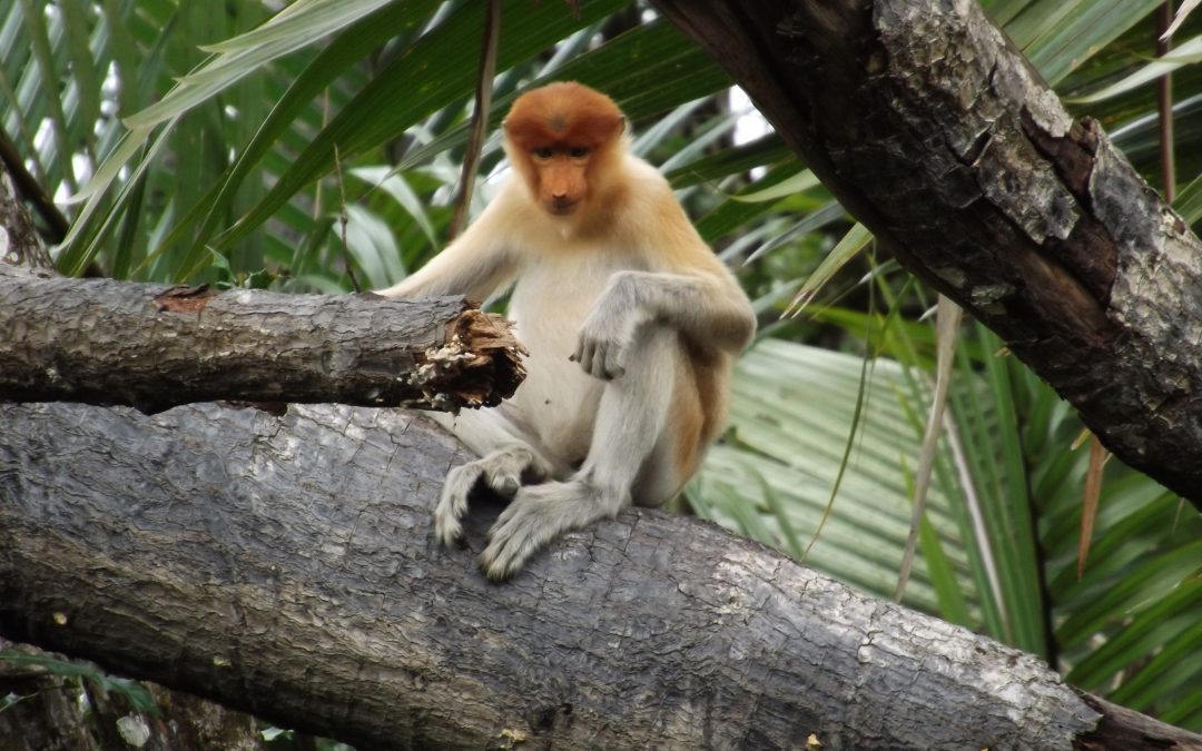 Affe in den Mangroven von Brunei