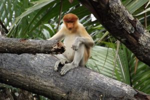 Affe in den Mangroven von Brunei