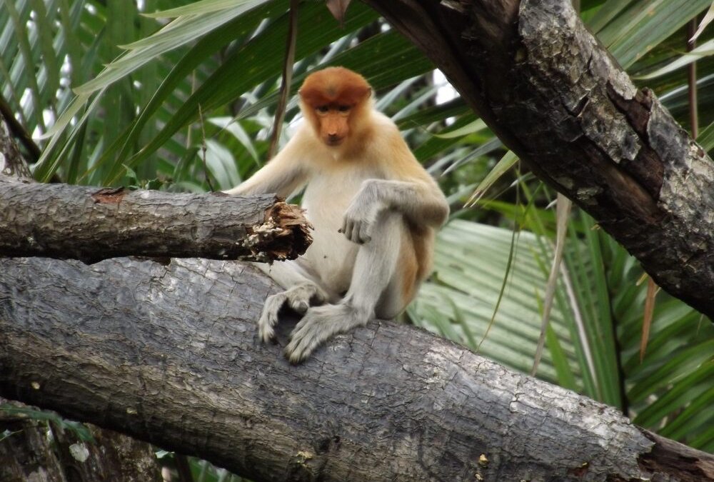 Affe in den Mangroven von Brunei