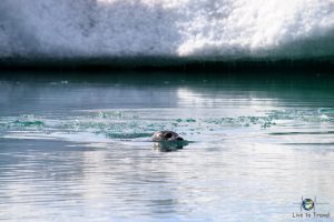 Robbe im Jökulsárlón