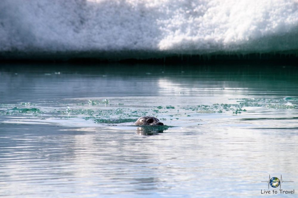 Robbe im Jökulsárlón