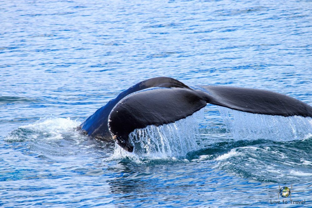Buckelwal beim abtauchen – Húsavík