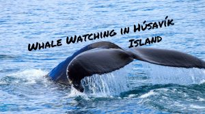 Beitragsbild Whale Watching in Húsavík, Island