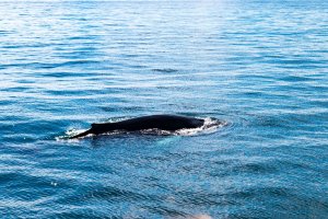 Buckelwal in Húsavík