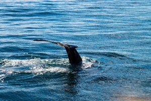 Abtauchender Buckelwal in Húsavík
