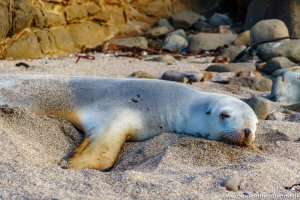 Nahaufnahme Curio Bay Fotoparade