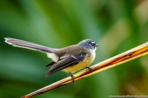 Nahaufnahme Fantail Fotoparade