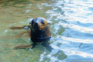 Nahaufnahme Seal Fotoparade