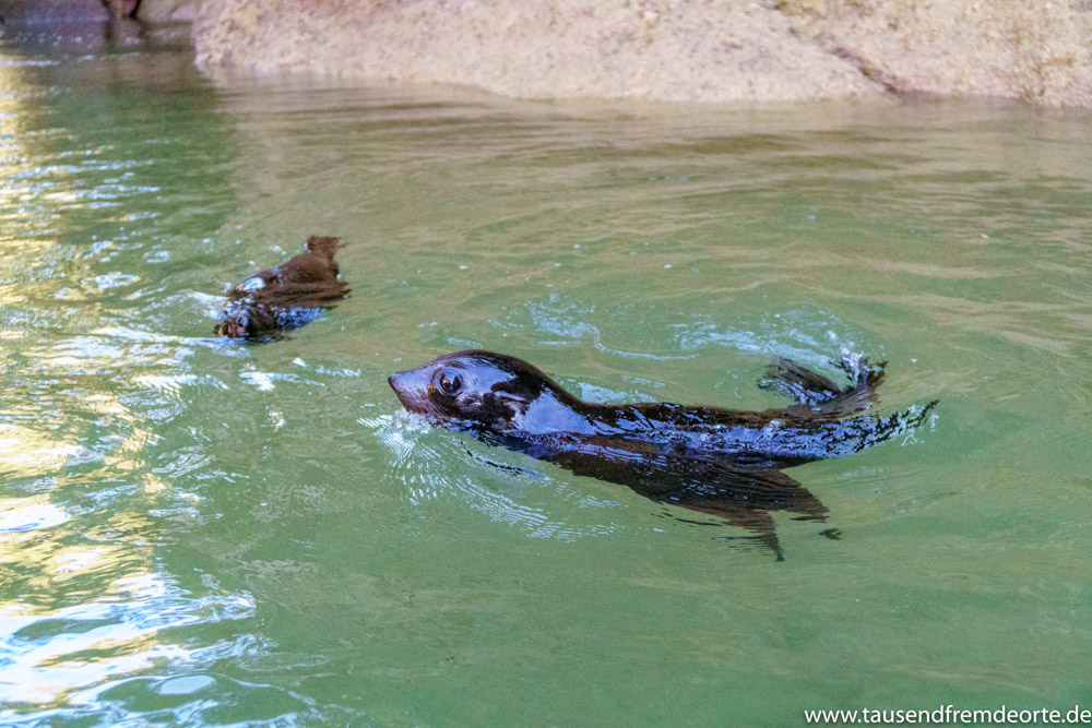 2 Babyseals beim spielen