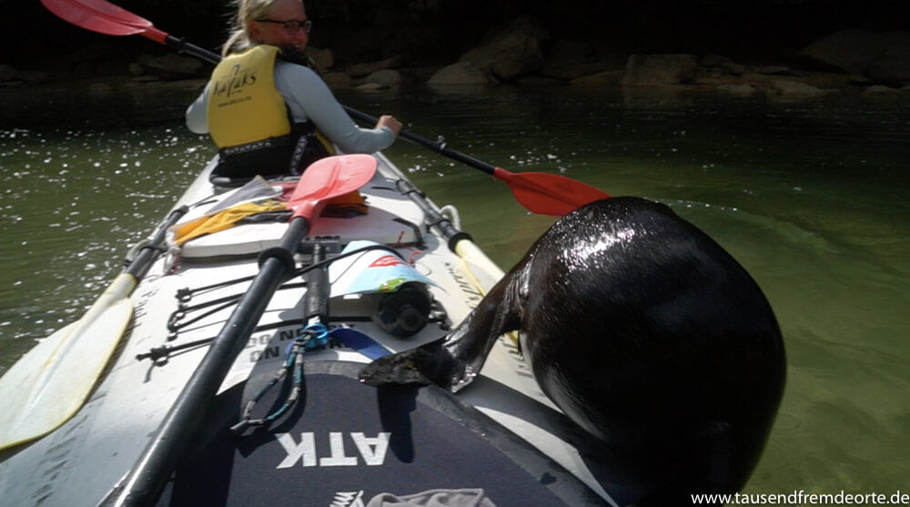 Babyseal auf dem Kajak