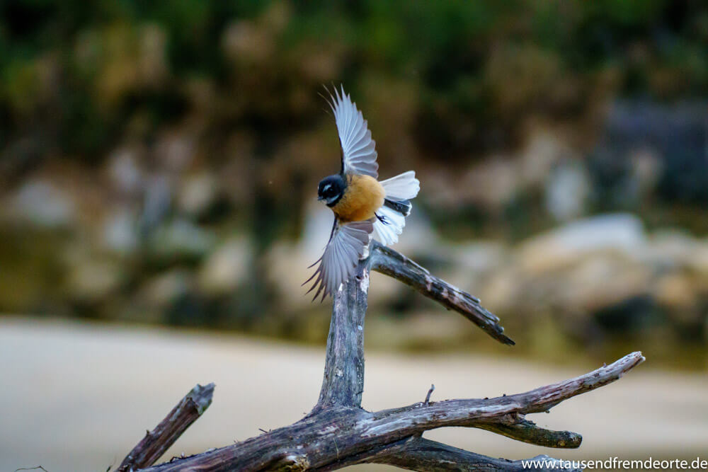 Fantail im Abel Tasman