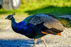 Der Pfau lebt auf dem Parkplatz zum Wharariki Beach am Cape Farewell