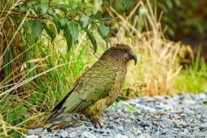 Kea im Milford Sound von Neuseeland
