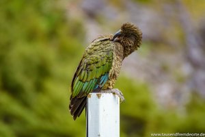 Kea auf einem Pfahl im Milford Sound von Neuseeland