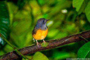 Vogel im Khao Sok Nationalpark