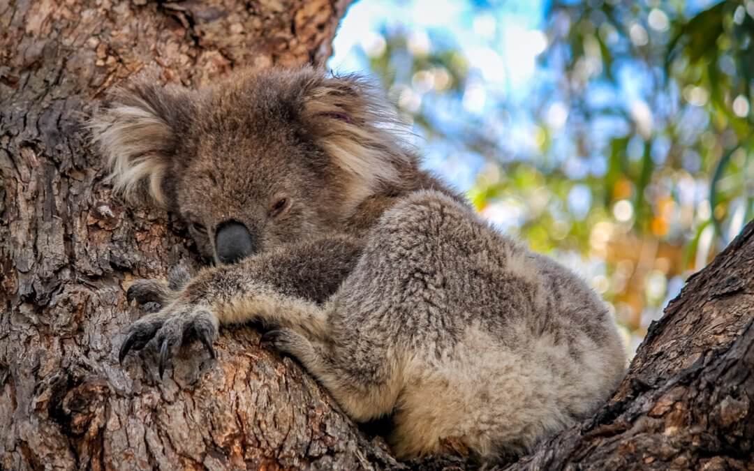 Koala schläft im Baum auf Raymond Island