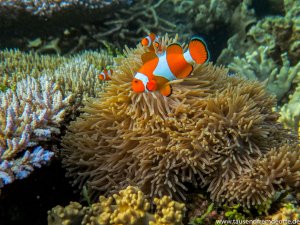 orangene Clownfische beim Tauchen auf Karimunjawa
