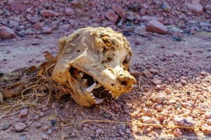 Hundeschädel im Straßengraben der Sinai Halbinsel