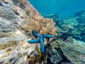 Blauer Seestern unter Wasser bei Karimunjawa