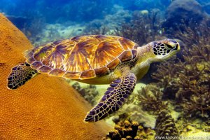 Ein weiteres Highlight in unserem Jahresrückblick ist diese Schildkröte, die wir beim Tauchen beobachten durften.