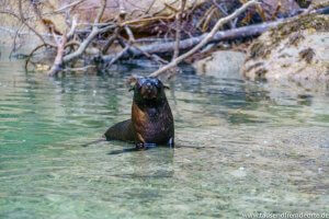 Kleiner Seehund mit großen Augen im Abel Tasman Nationalpark