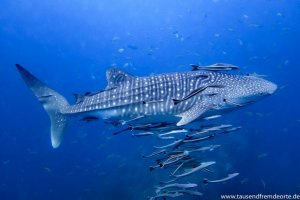 Dieser Walhai umgeben von kleinen Fischen auf Koh Tao ist einfach traumhaft.