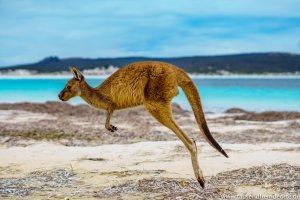 Die Kängurus hüpfen über den Strand der Lucky Bay