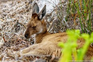Känguru im Gebüsch der Lucky Bay im Cape le Grand Nationalpark