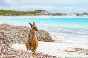 Die Kängurus in der Lucky Bay im Cape le Grand Nationalpark