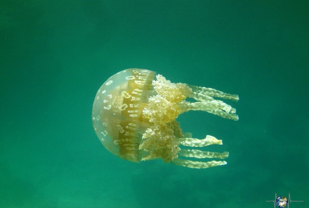 Jellyfish beim Schnorcheln
